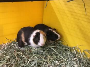 Rescue Guinea Pig Guinea Pigs for Adoption in San Diego, California - Meringo ( Bonded To Malek) | PetCurious